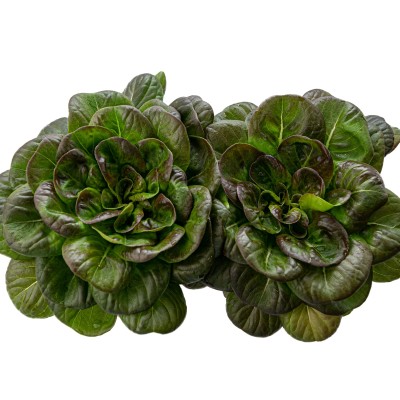 Agroz Red Butterhead 120g