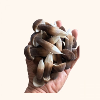 Bug's Paradise Farm-Enpiko Mushroom (60g)