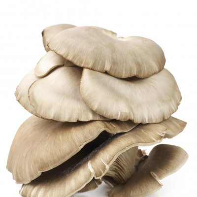 Bug's Paradise Farm-Pearl Mushroom (Big)(200g)