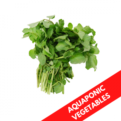 CRYSTAL KANGKONG AQUAPONIC
