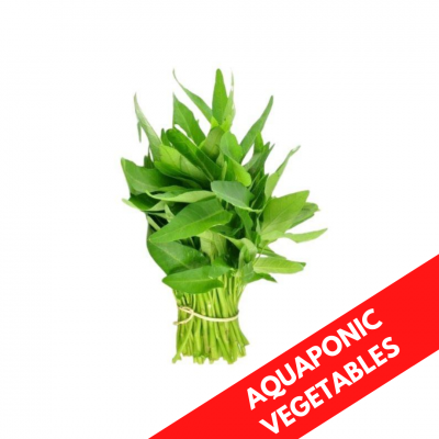 WATERCRESS AQUAPONIC