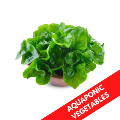 BRAZILIAN SPINACH AQUAPONIC