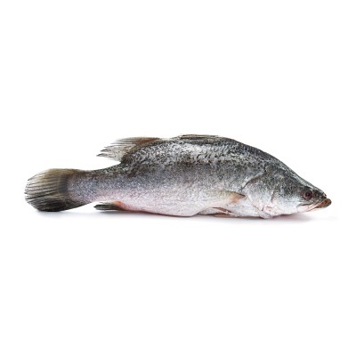 Siakap Fish (600g-800g)