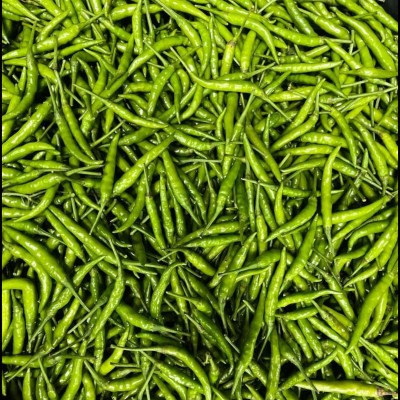 Chili Padi Green   Cili Akar
