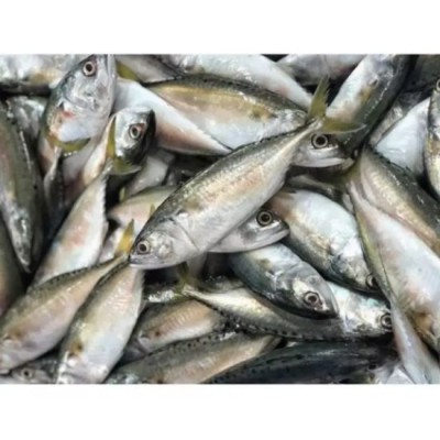 Frozen Ikan Kembong 1kg