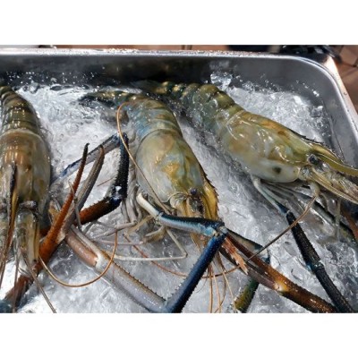 Giant Scampi with Roe   Udang Galah Besar (per pc)