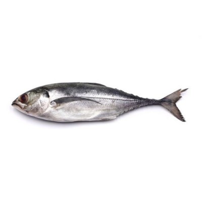 Frozen Ikan Cencaru 1kg