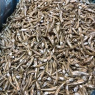 IKAN BILIS SEDERHANA/ DRIED ANCHOVIES (H21) 12KG