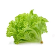 Coral Green (1bunch)