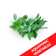 TAIWANESE GOJI AQUAPONIC