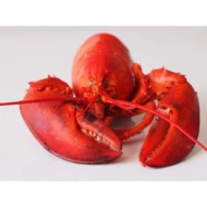 Canadian Lobster 600g