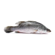 Siakap Fish (400g-600g)
