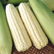 jagung Cameron  (White Pearl) Corn Pack of 4