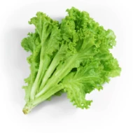 Agroz Green Lollo 120g