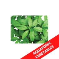 LONGEVITY SPINACH AQUAPONIC