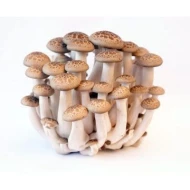 Shimeji Mushroom 150g pack (sold by pack)