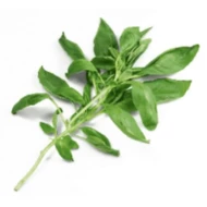 Italian Sweet Basil (100g)